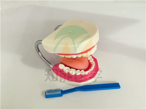 口腔護(hù)理模型