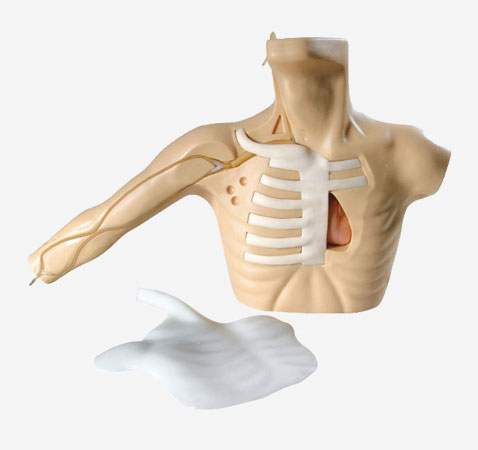 外周穿刺、中心靜脈穿刺插管模型