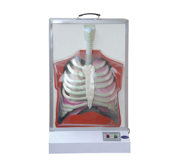 電動人體呼吸系統模型