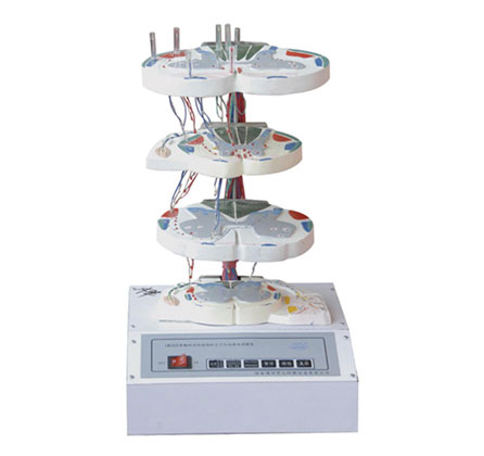 脊髓的內部結構和上、下行纖維電動模型