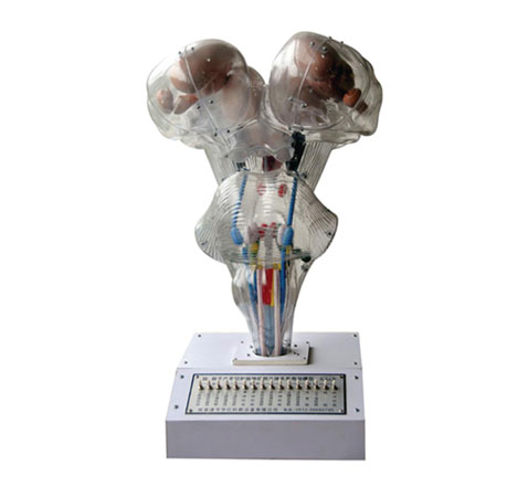 腦、腦水平切、腦神經核立體關系電動模型